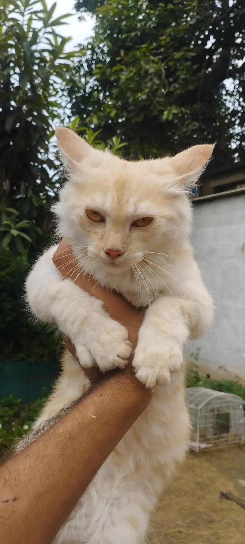 Persian male cat fo sale — photo 2