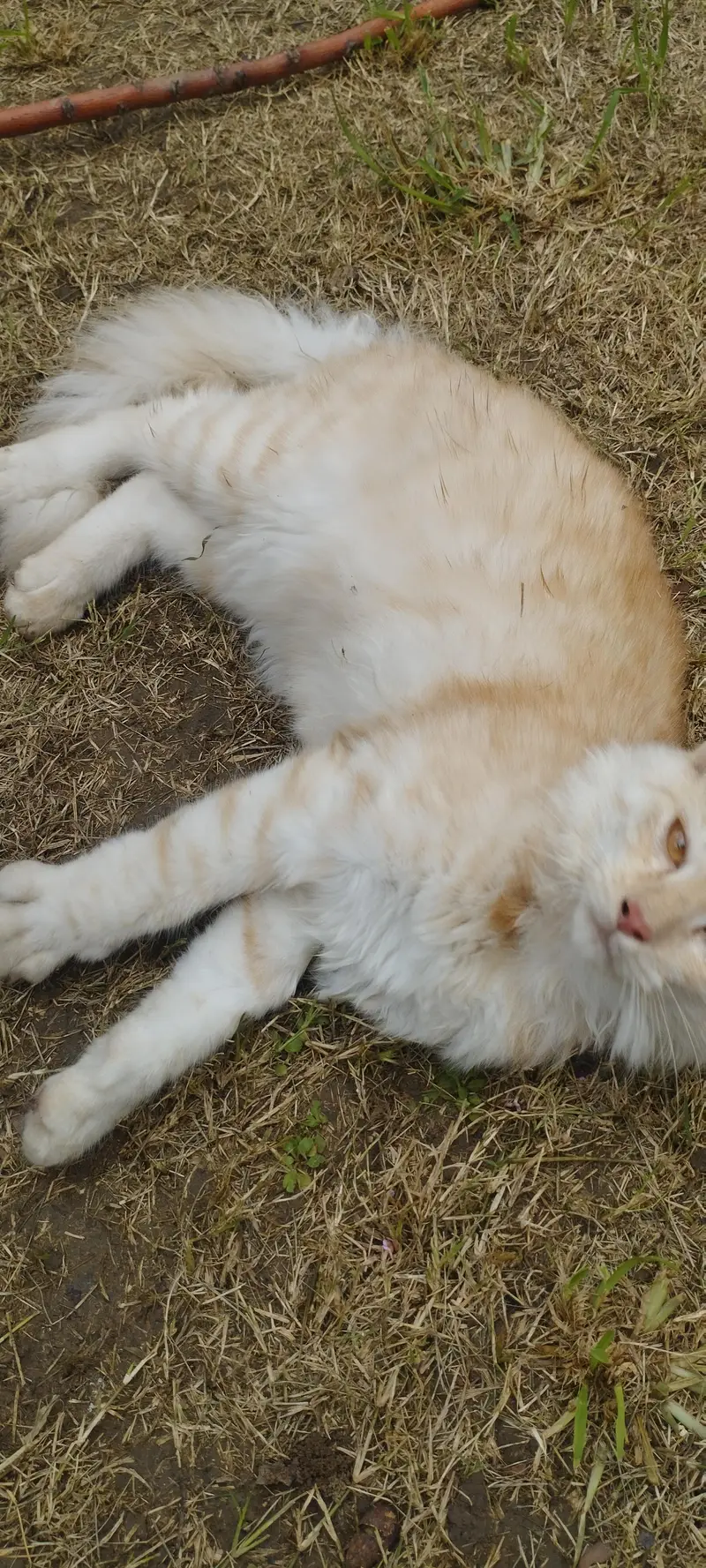 Persian male cat fo sale — photo 3