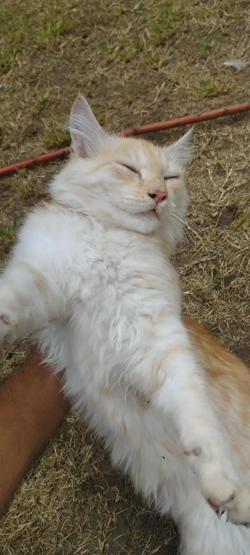 Persian male cat fo sale — photo 4