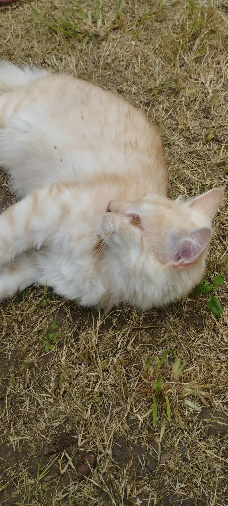 Persian male cat fo sale — photo 5