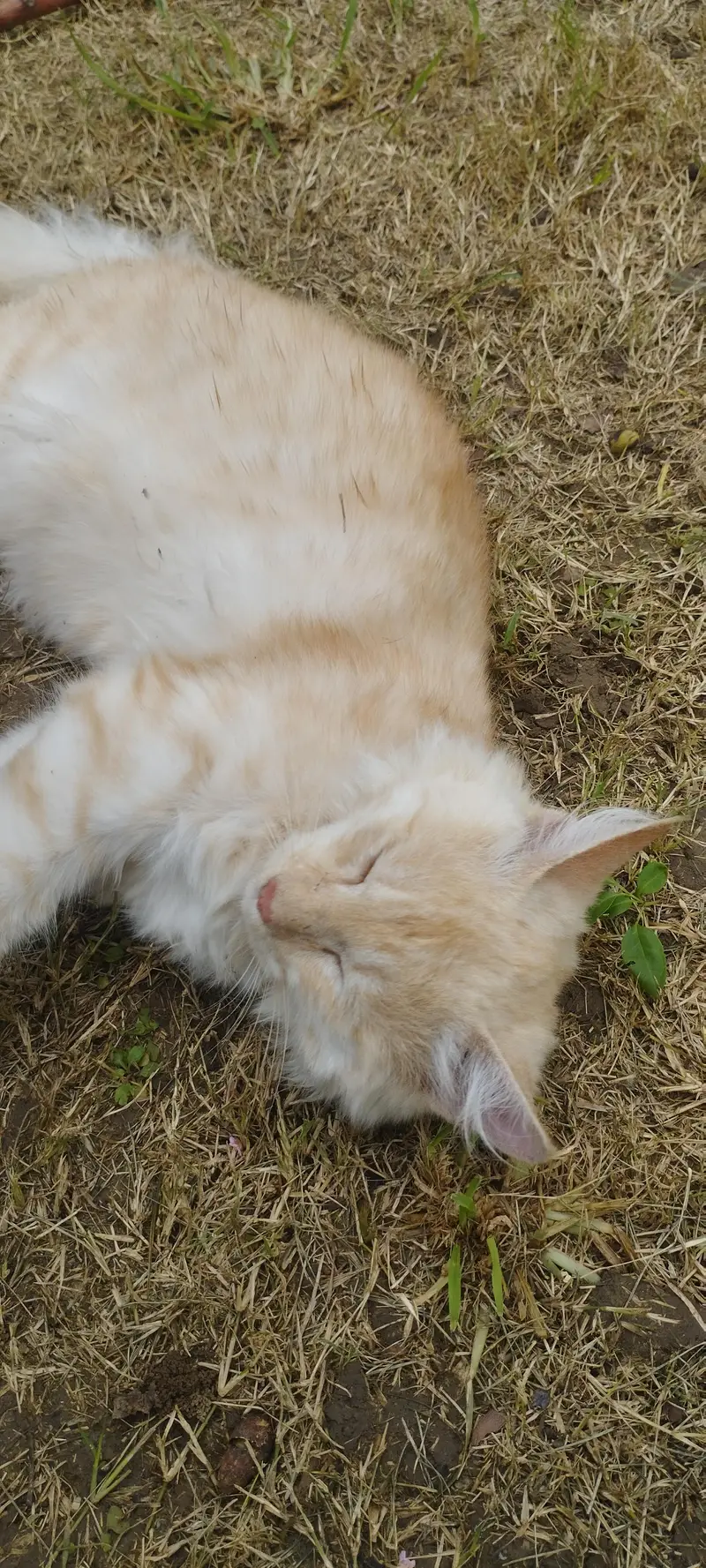 Persian male cat fo sale — photo 6