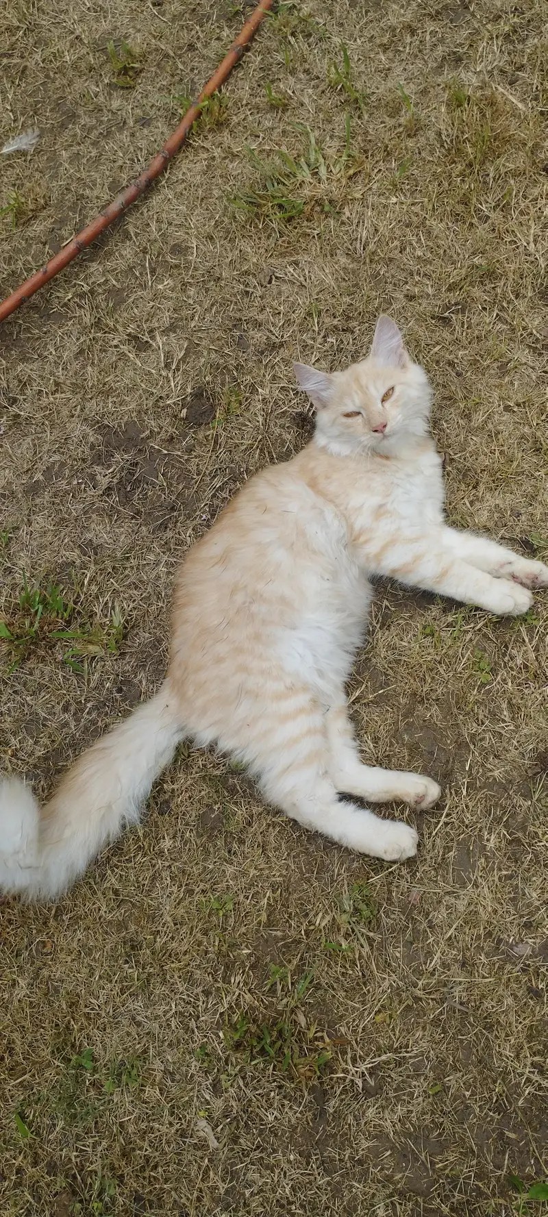 Persian male cat fo sale — photo 7