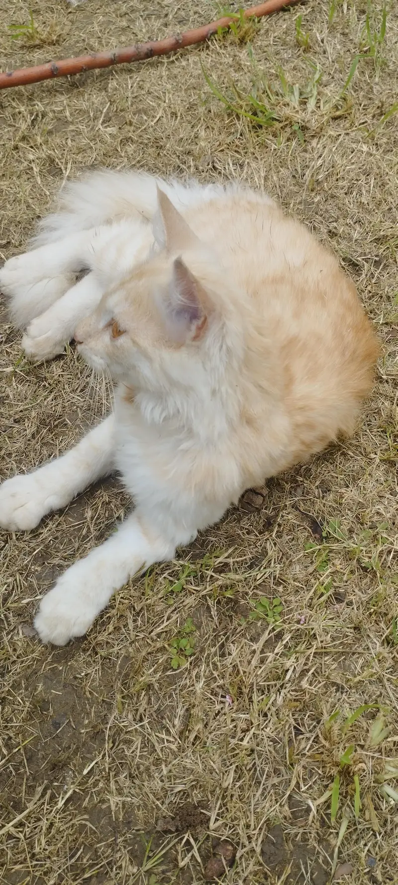 Persian male cat fo sale — photo 8