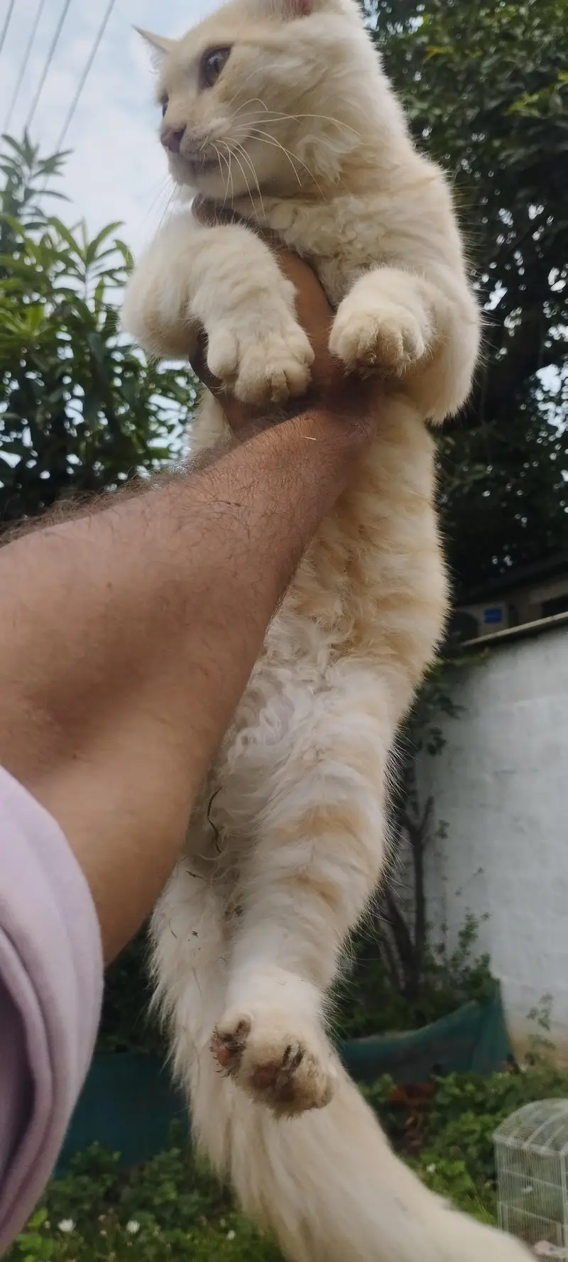 Persian male cat fo sale — photo 9
