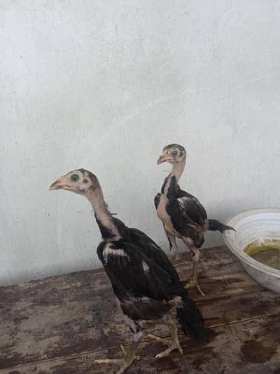 Thai aseel pair for sale