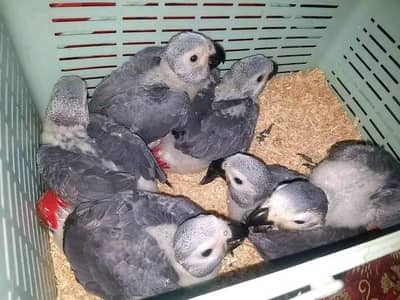 03301785766call wathsap African Gerry parot chicks urjunt for sale