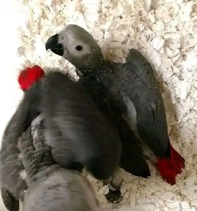 African grey parrot only WhatsApp 03714085791 — photo 3