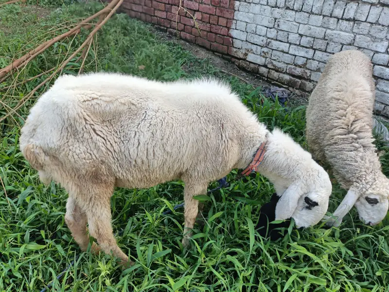 sheeps — photo 7