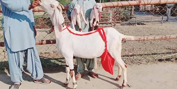 2 bacchon wali bakri for sale call+03242213919