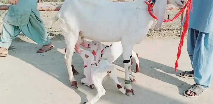 2 bacchon wali bakri for sale call+03242213919 — photo 2
