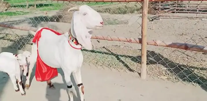2 bacchon wali bakri for sale call+03242213919 — photo 4