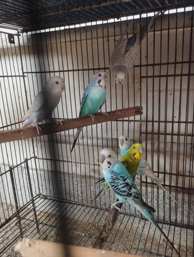 exibition breeder pair