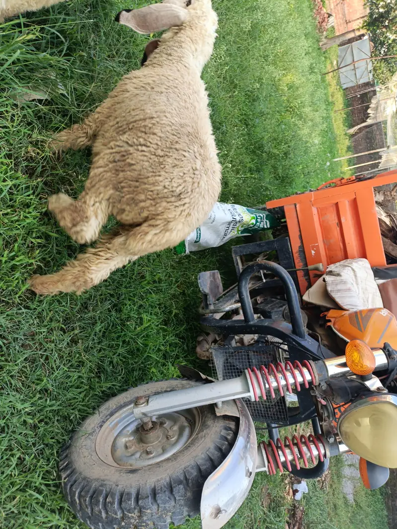 sheeps — photo 2