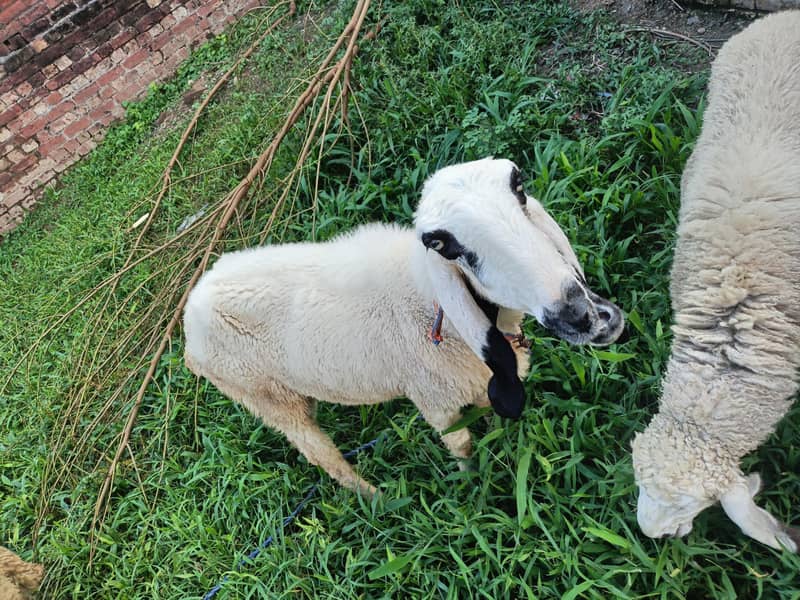 sheeps 5