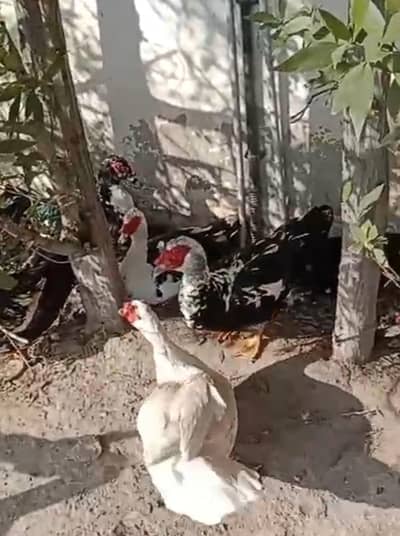 Muscovy Big size Ducks 50 piece urgent sale