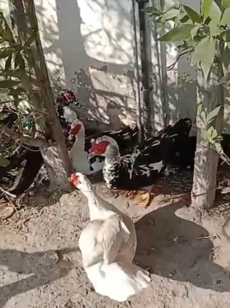 Muscovy Big size Ducks 50 piece urgent sale cargo all Pakistan