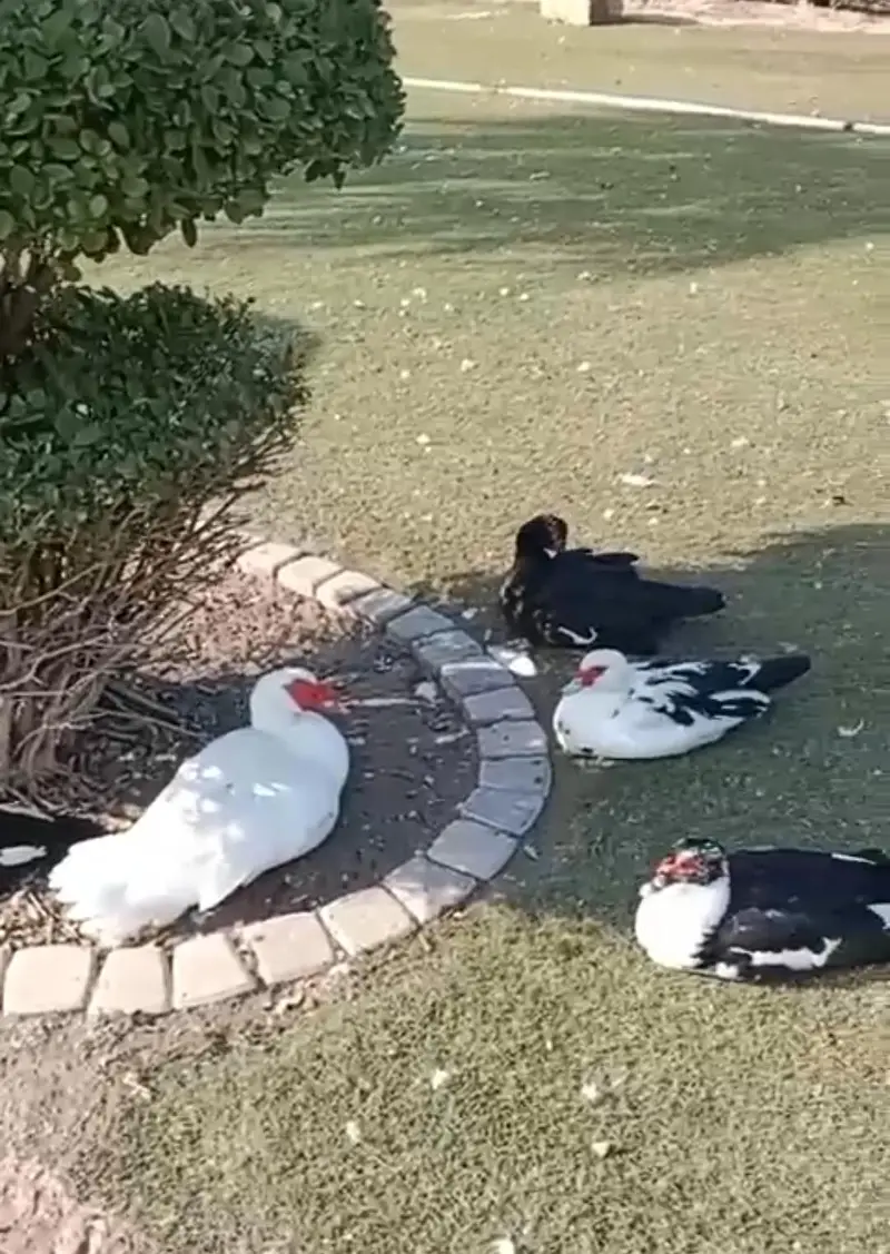 Muscovy Big size Ducks 50 piece urgent sale cargo all Pakistan — photo 2