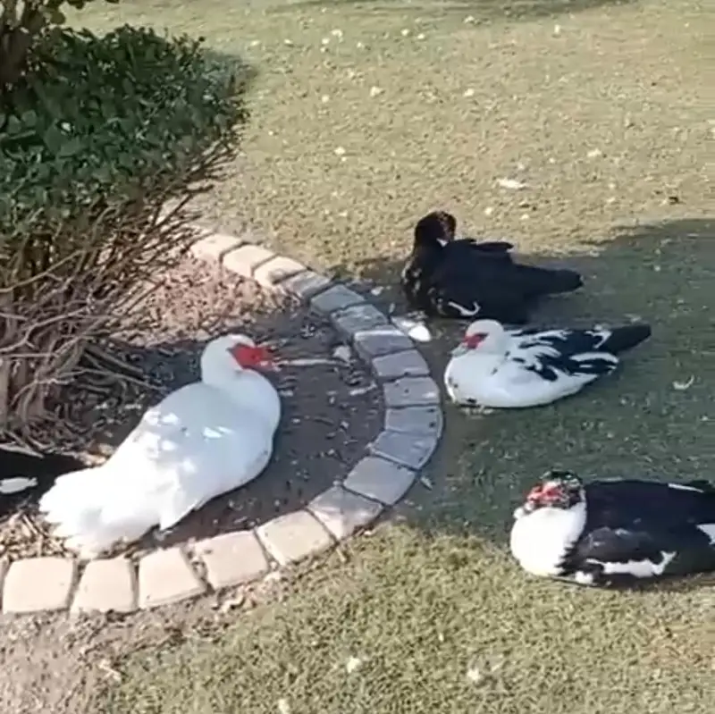 Muscovy Big size Ducks 50 piece urgent sale cargo all Pakistan — photo 3