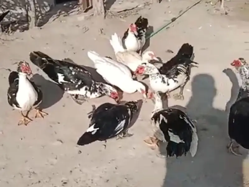 Muscovy Big size Ducks 50 piece urgent sale cargo all Pakistan — photo 4