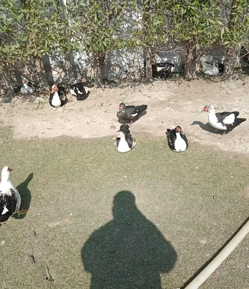 Muscovy Big size Ducks 50 piece urgent sale cargo all Pakistan — photo 5