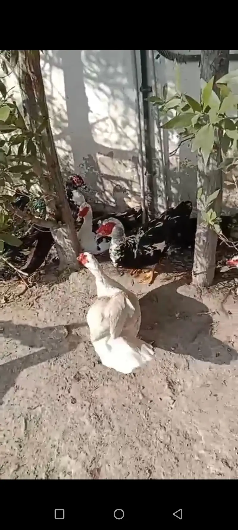 Muscovy Big size Ducks 50 piece urgent sale cargo all Pakistan — photo 6