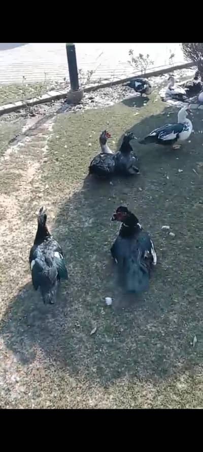 Muscovy Ducks Home breed urgent sale