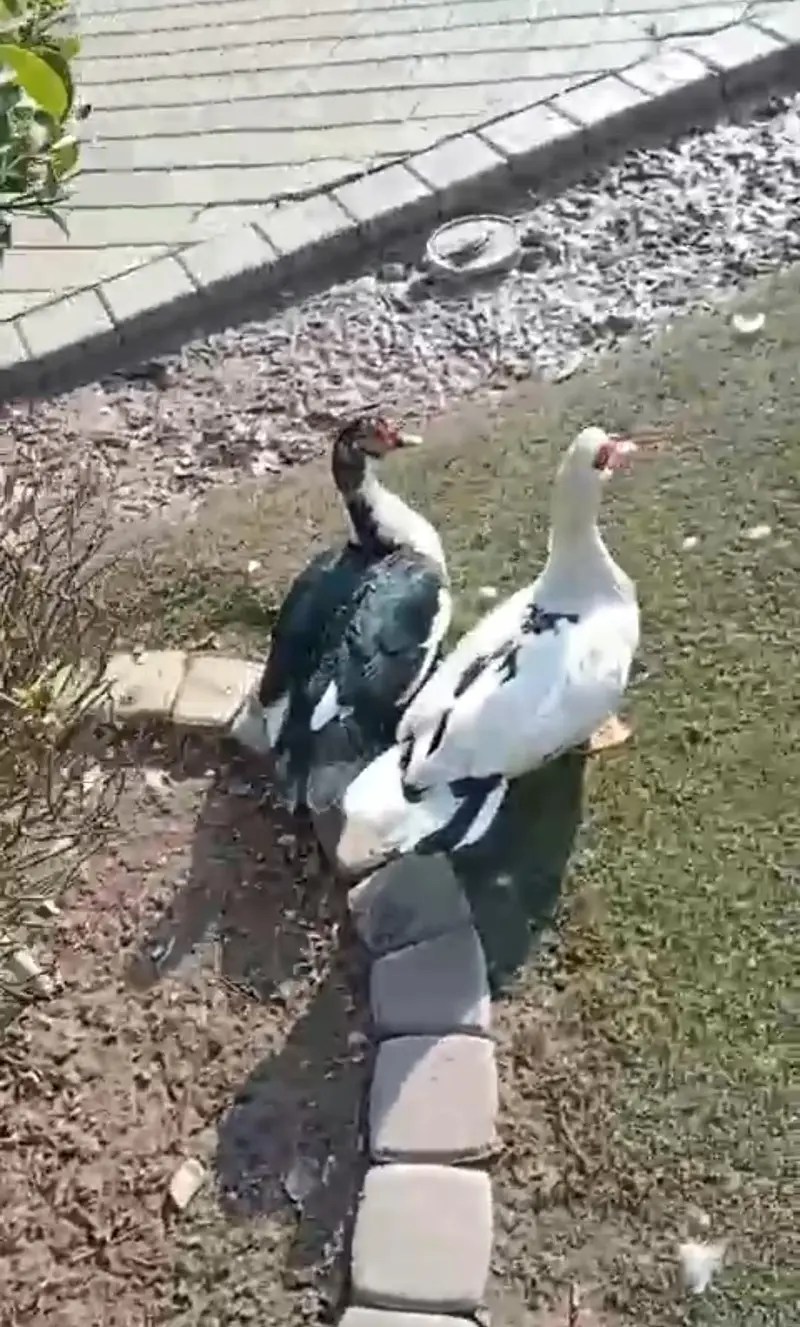 Muscovy Big size Ducks 50 piece urgent sale cargo all Pakistan — photo 8