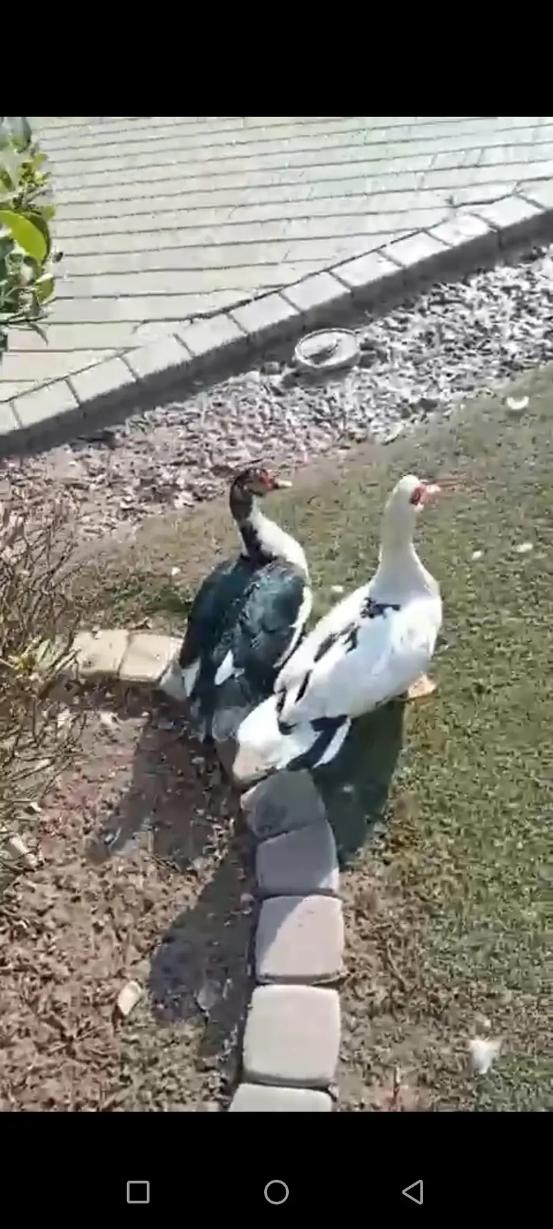 Muscovy Big size Ducks 50 piece urgent sale cargo all Pakistan — photo 9