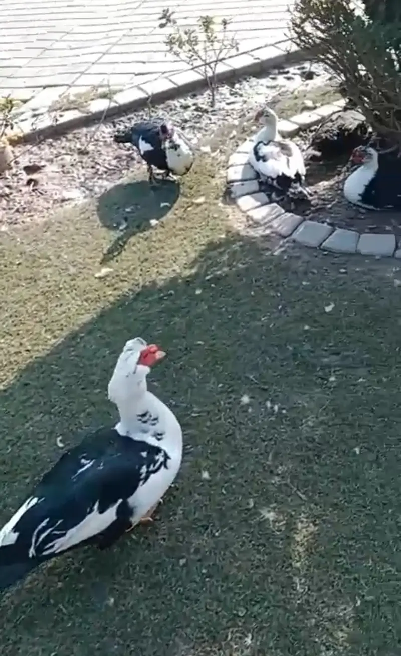 Muscovy Big size Ducks 50 piece urgent sale cargo all Pakistan — photo 10