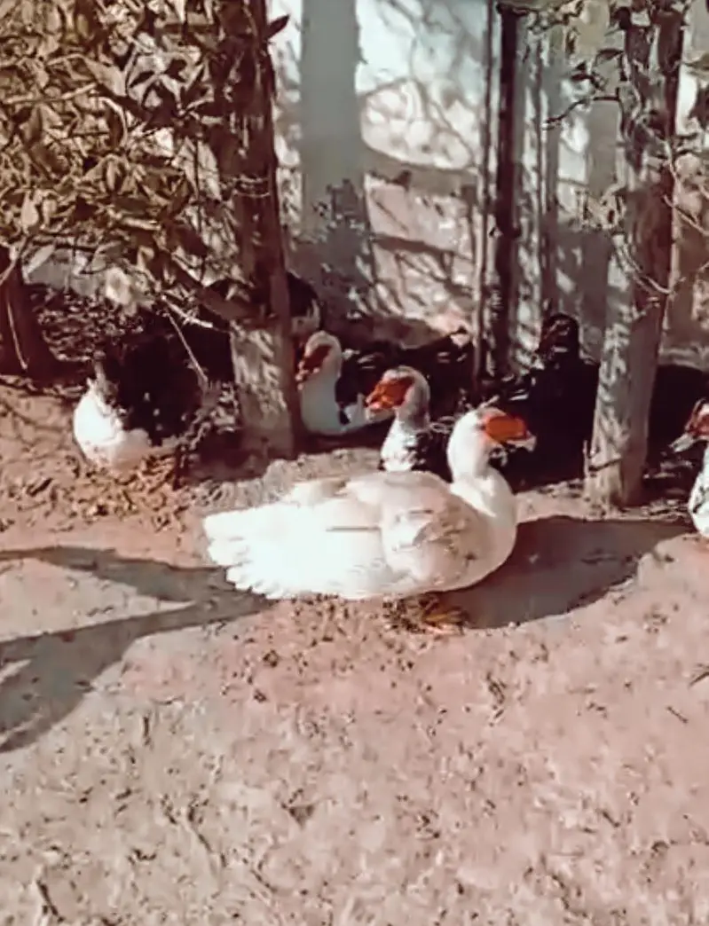 Muscovy Big size Ducks 50 piece urgent sale cargo all Pakistan — photo 12