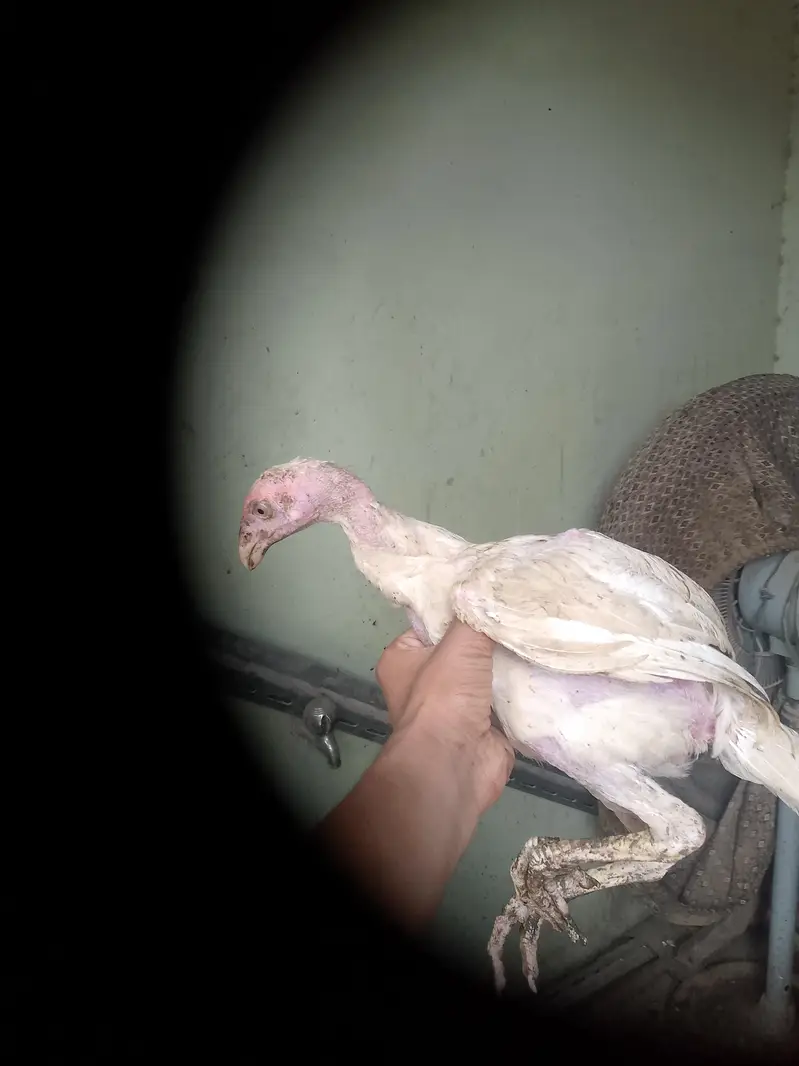 White shamo chicks active and healthy age 2 months — photo 2