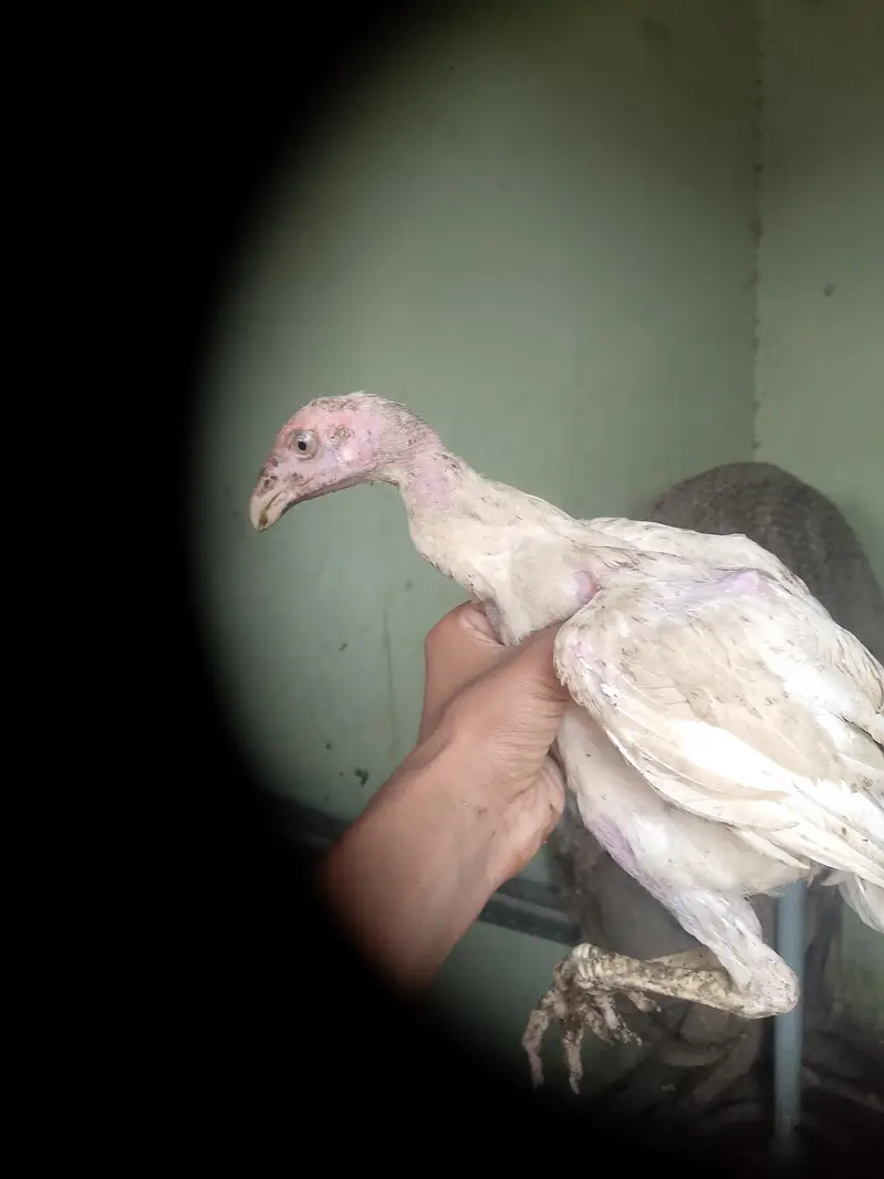 White shamo chicks active and healthy age 2 months — photo 3