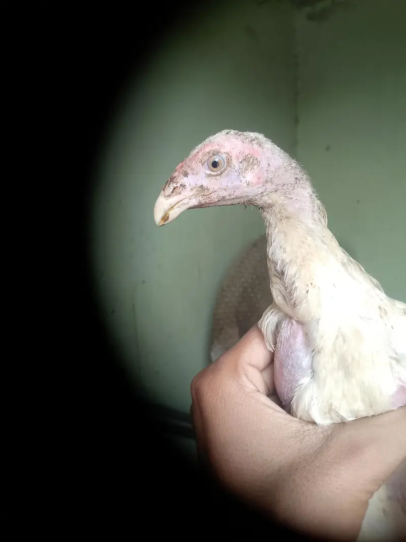White shamo chicks active and healthy age 2 months — photo 4