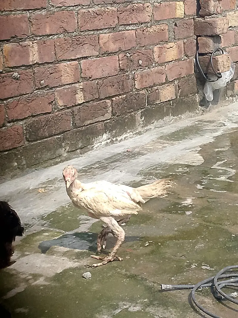 White shamo chicks active and healthy age 2 months — photo 5