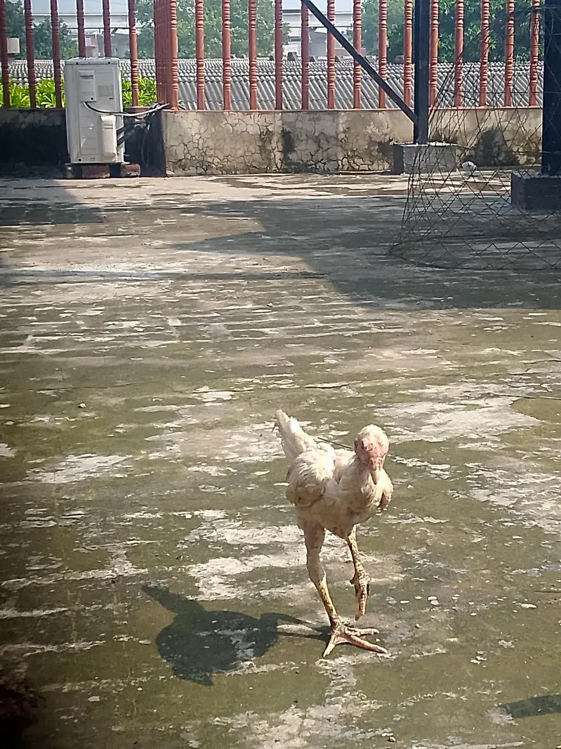 White shamo chicks active and healthy age 2 months — photo 7