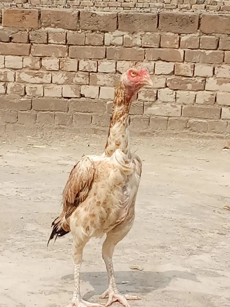 pakistan — photo 2