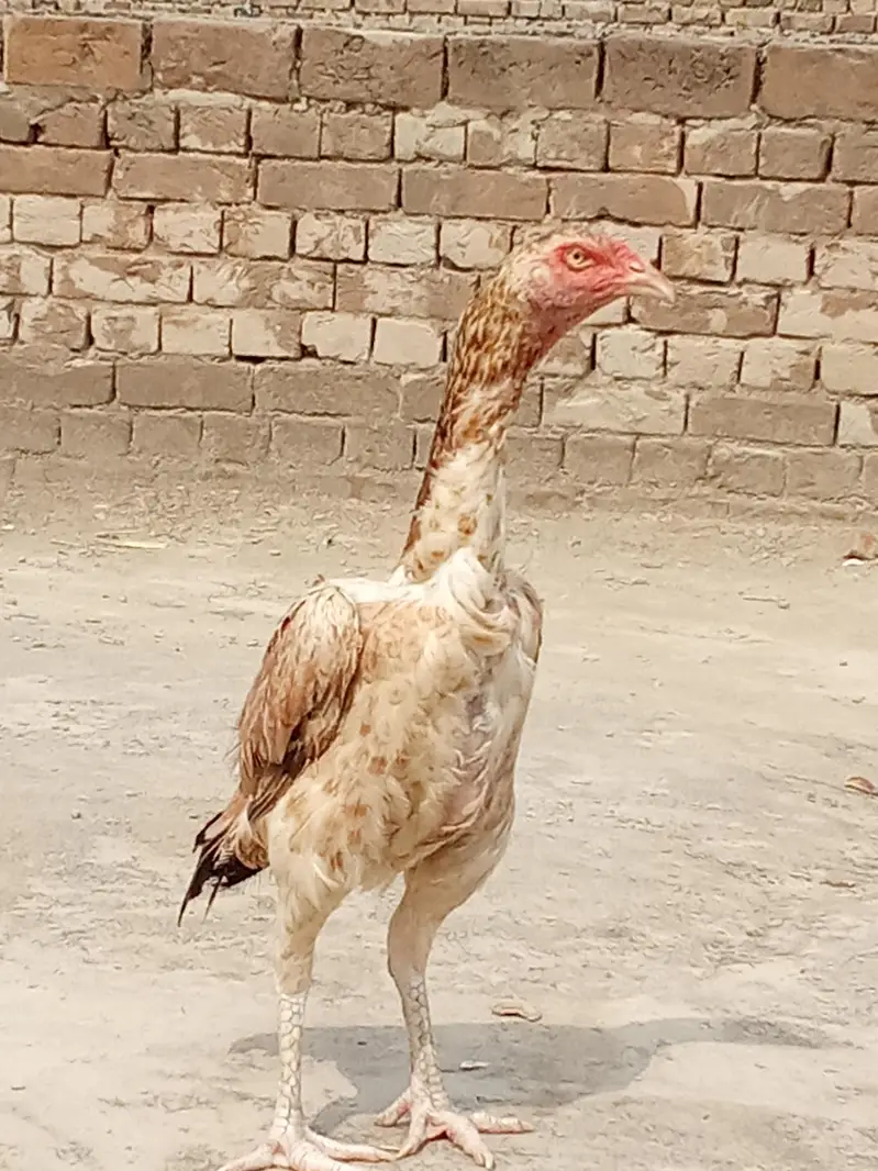 pakistan — photo 3