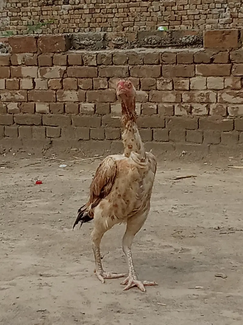 pakistan — photo 4