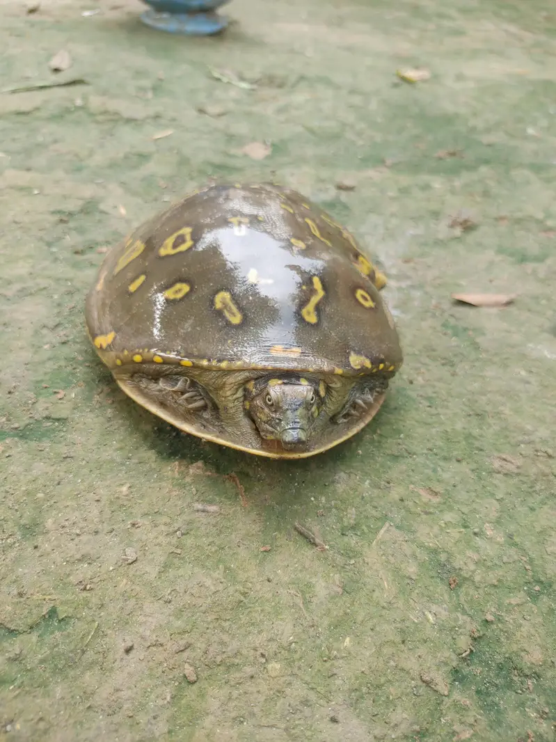 Turtle 