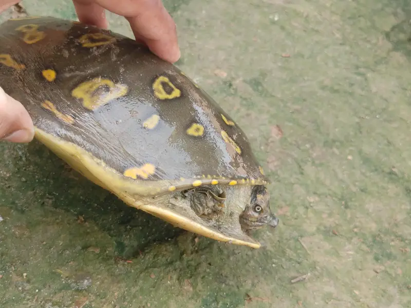 Turtle  — photo 2