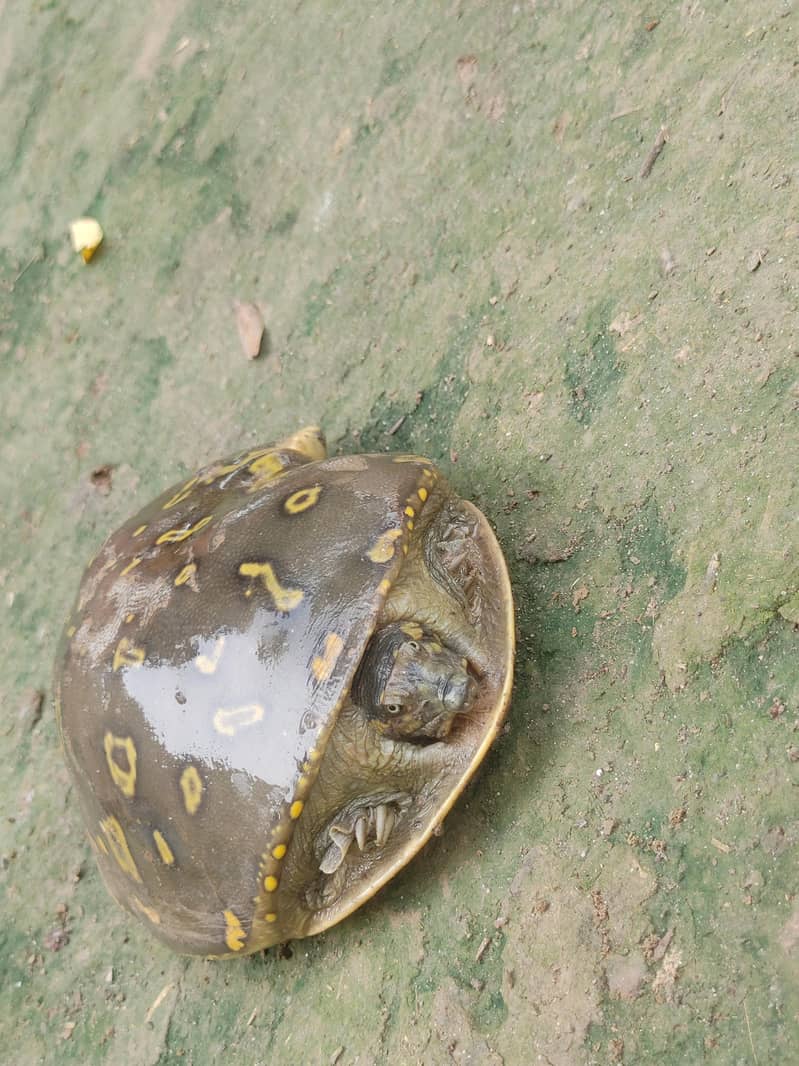 Turtle  2