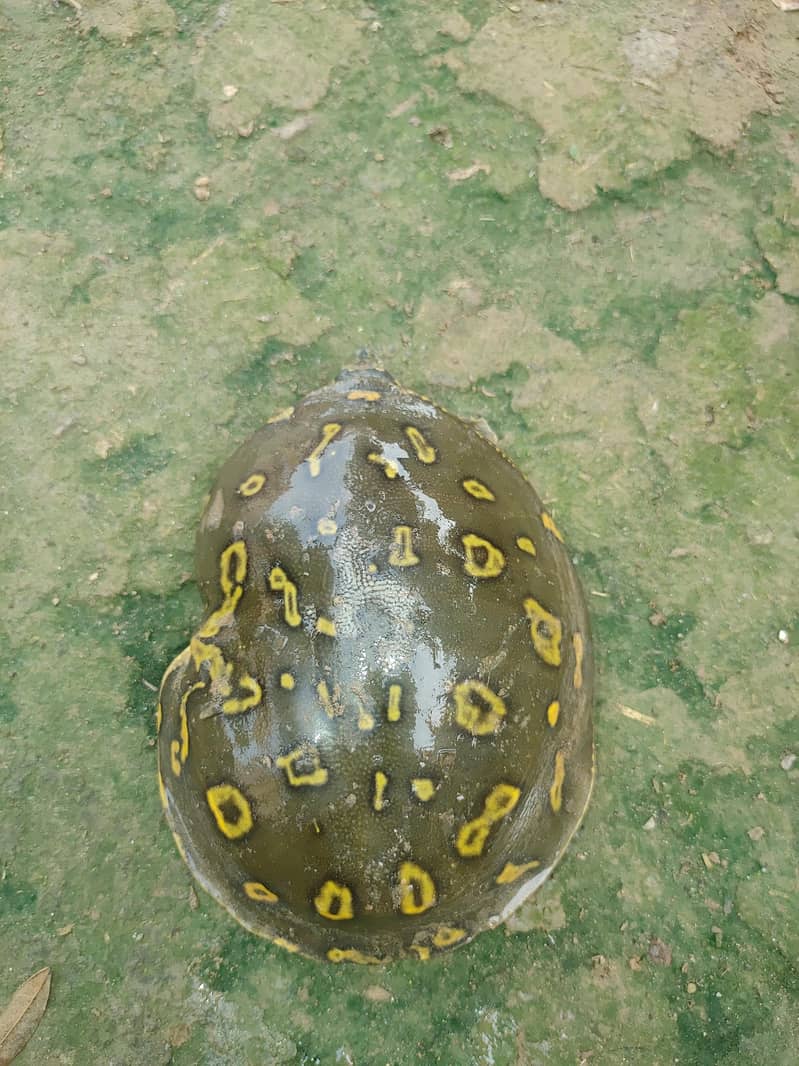 Turtle  3