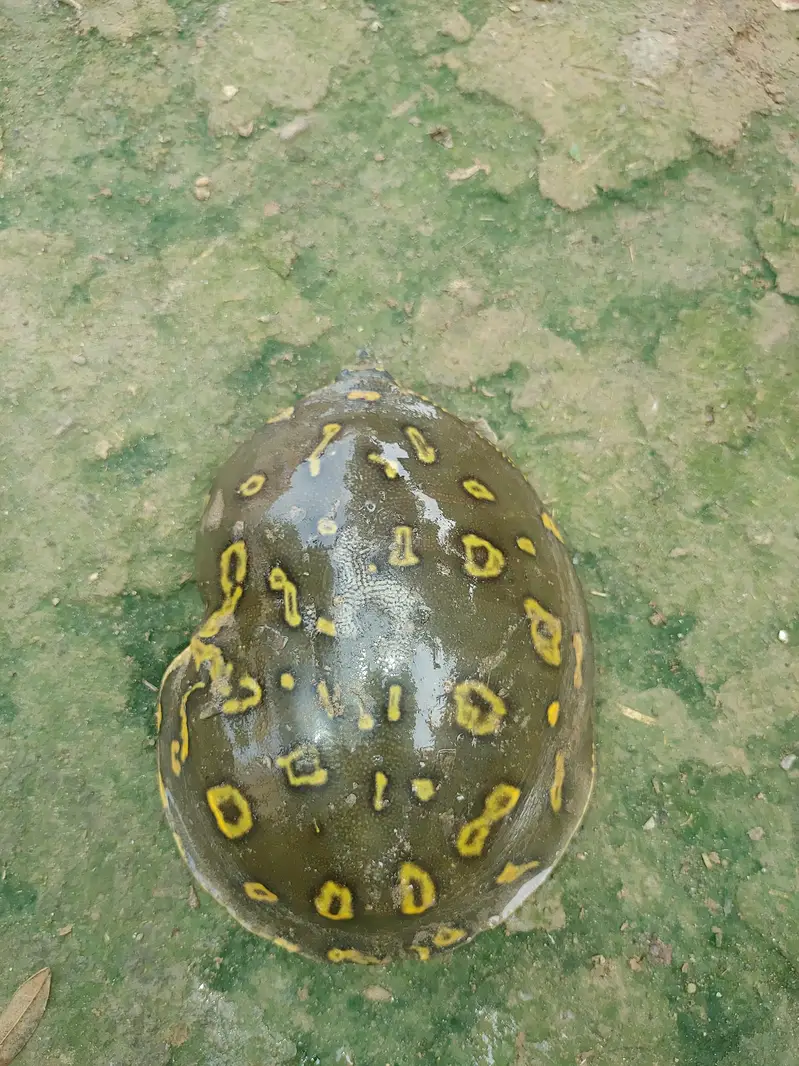 Turtle  — photo 4