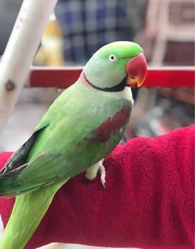 Kashmiri raw parrot