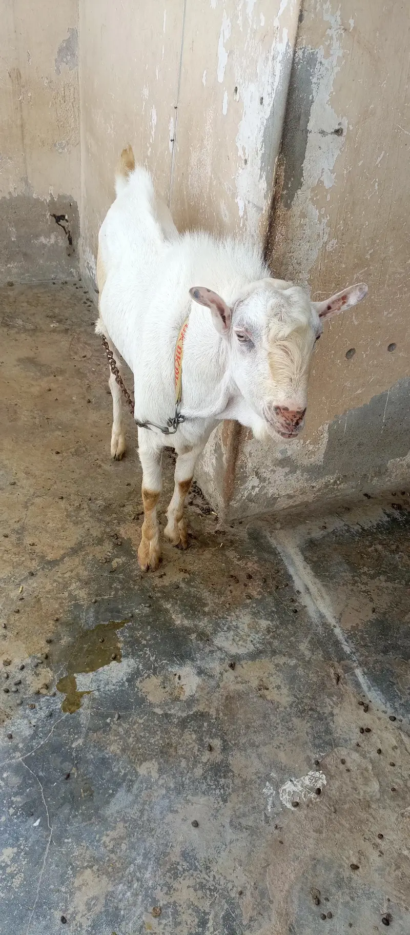 tedda breader — photo 4