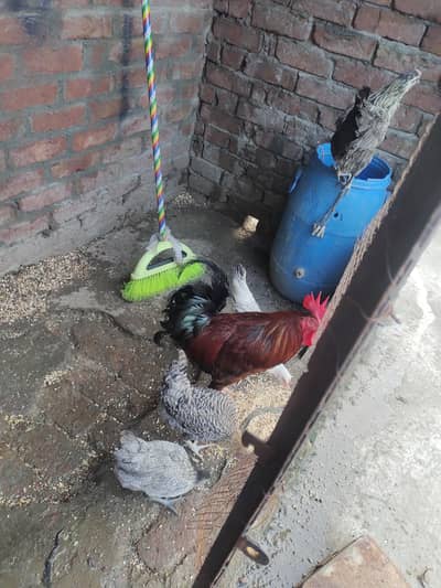 murghi murga or 3 pathy