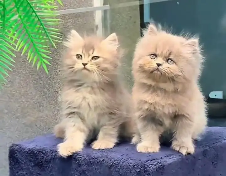 Persian cats My WhatsApp 03057080474 ///\\\\£°€¥π√¢¥¢¥¢ — photo 10