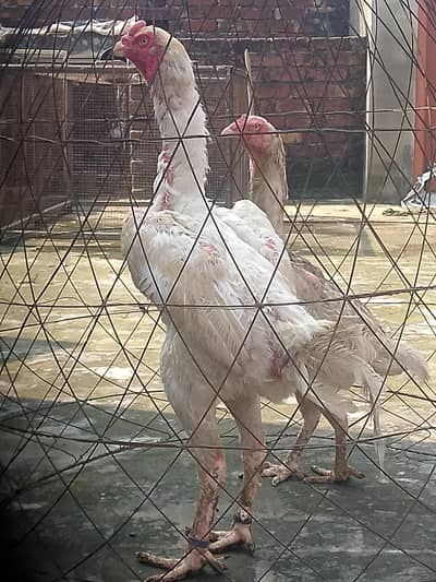 White shamo breeder pair healthy and active