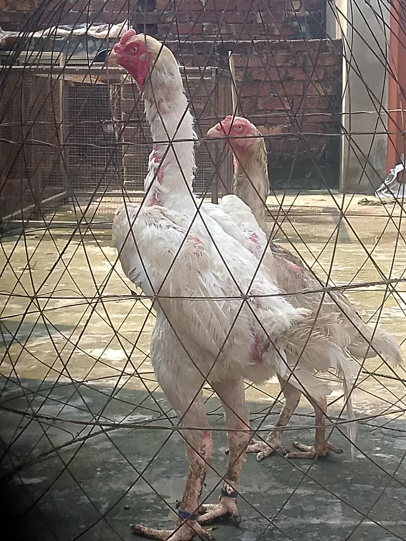 White shamo breeder pair healthy and active — photo 2