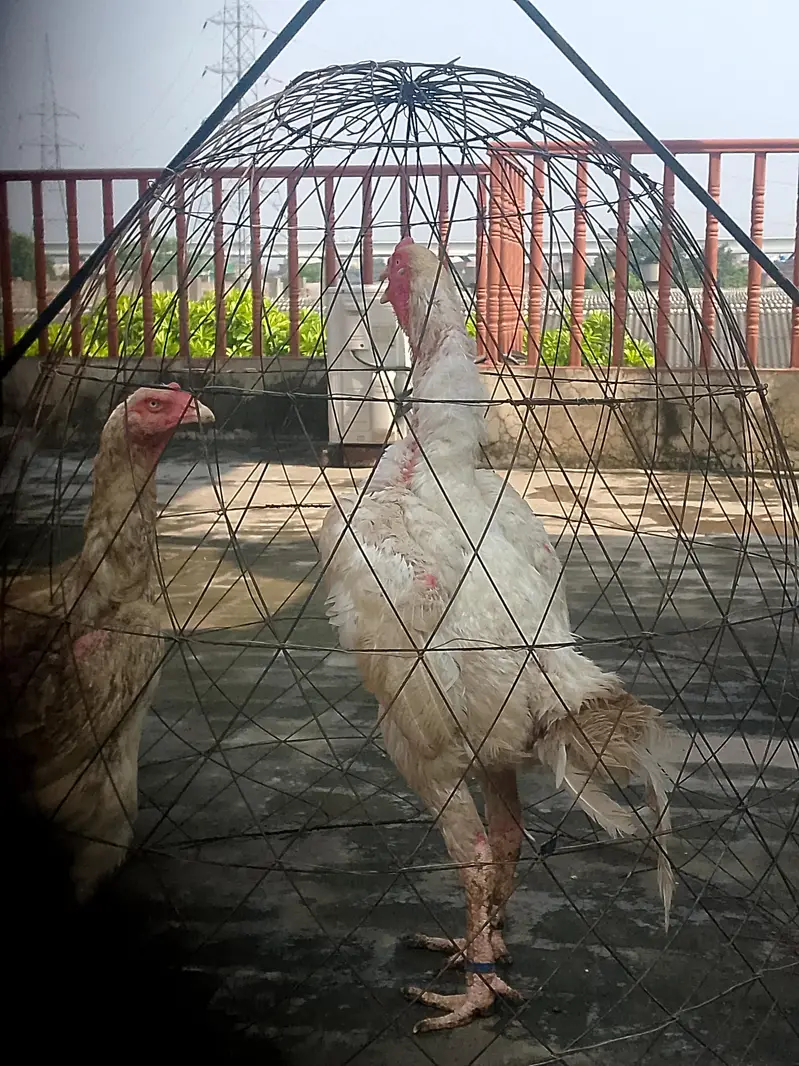 White shamo breeder pair healthy and active — photo 3